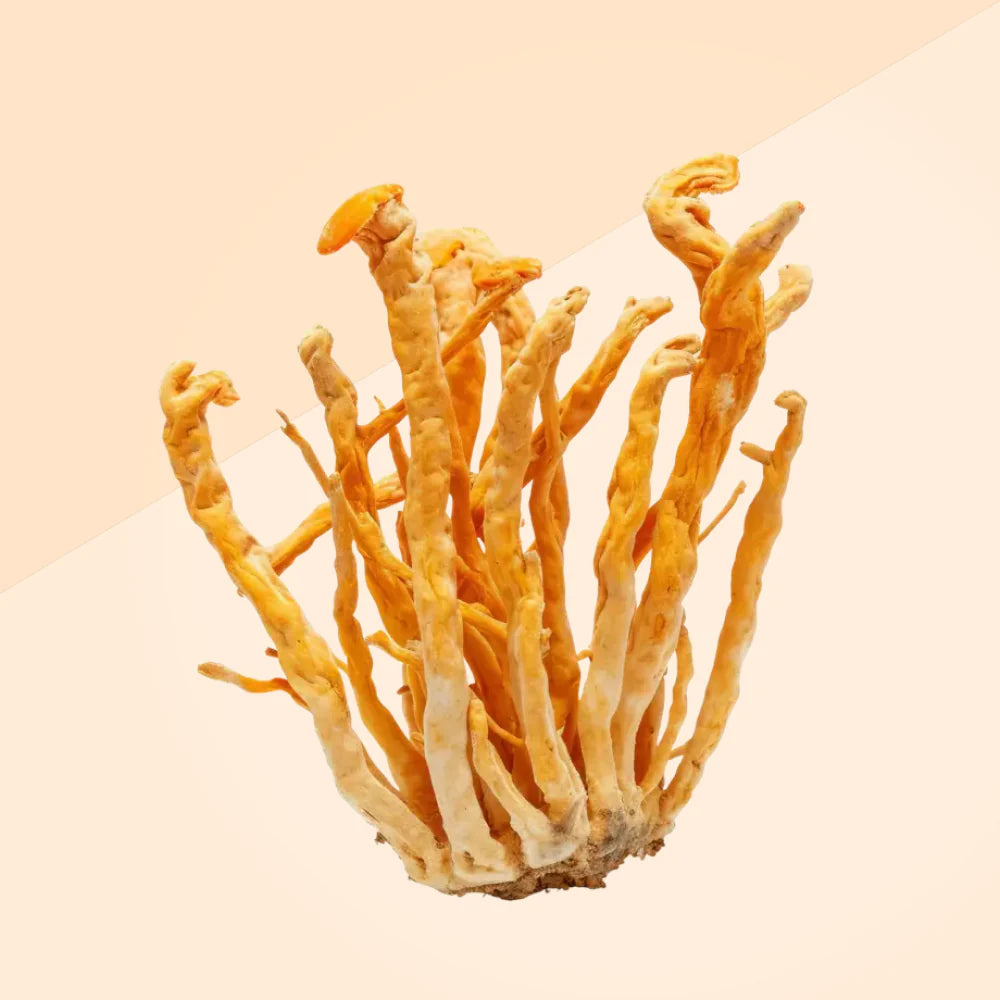 Shroomwell Cordyceps Extract by Shroomwell features bright orange, thin cordyceps mushrooms with a textured surface, perfect for vegan supplements, showcased against a pale beige and off-white split background.