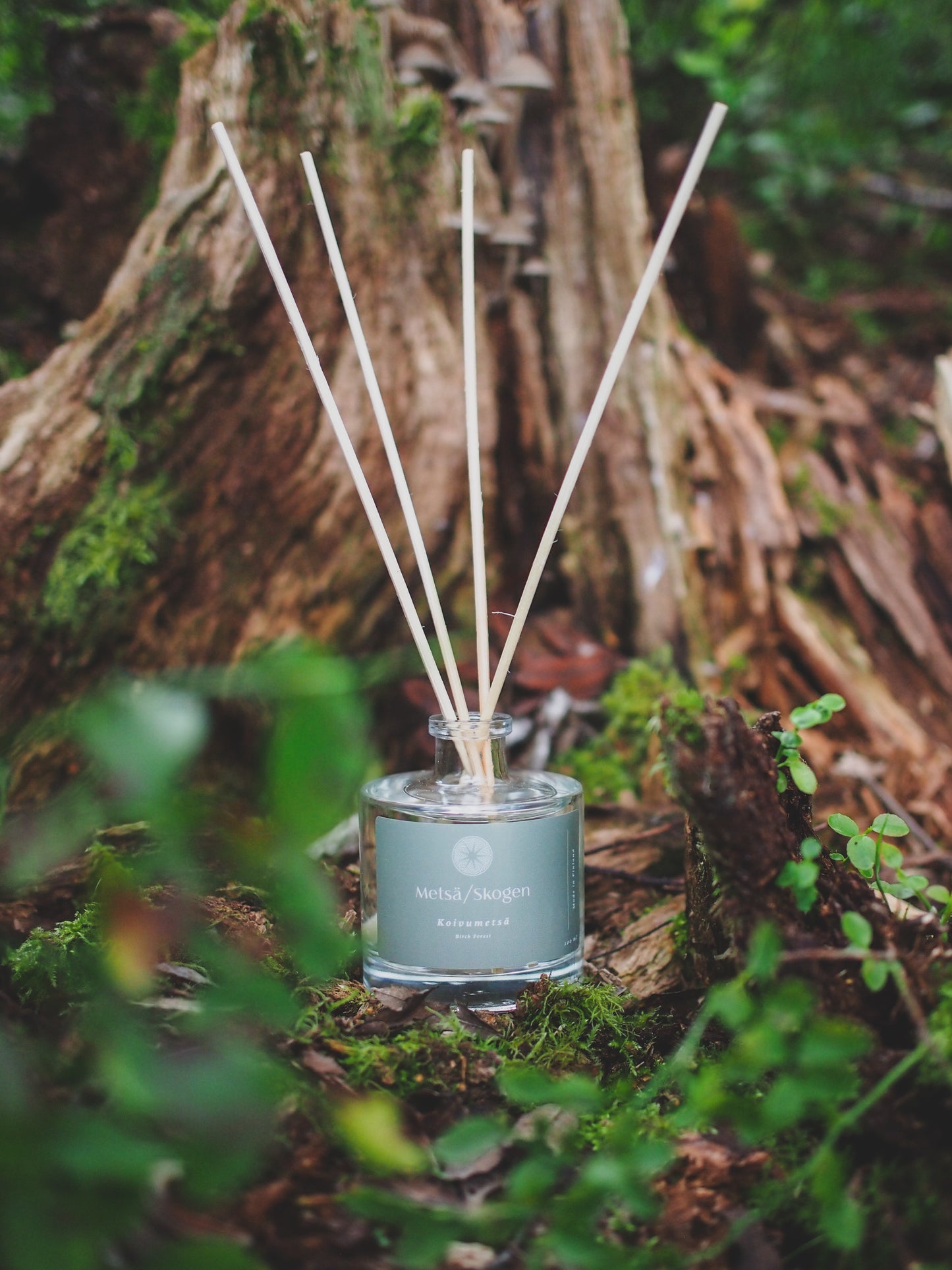 A Metsä/Skogen Scent Diffuser Birch Forest by Metsä/Skogen rests on mossy forest ground, its long reeds rising among foliage and tree bark, filling the air with a fresh Birch Forest fragrance.