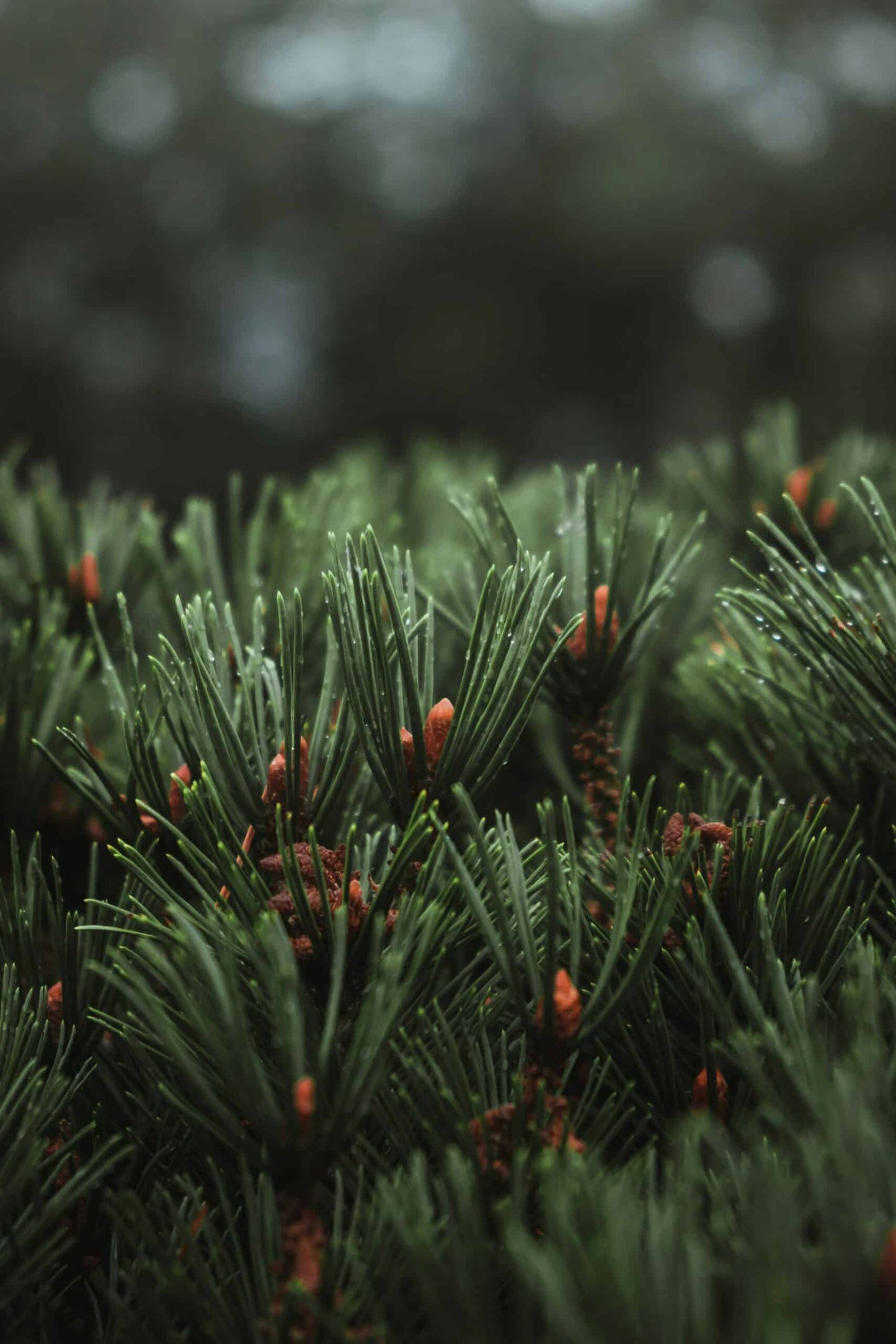 Close-up of pine needles with brown buds and water droplets, their sharp texture and vibrant green color inspiring SEES Company’s vegan haircare—SEES Shampoo No. 1 Cedar & Orange, infused with essential oils.