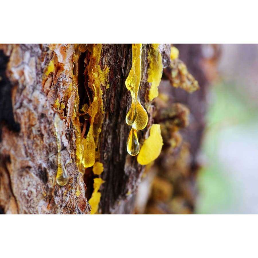 Havuka Spruce Resin Soap Bar – product image 2
