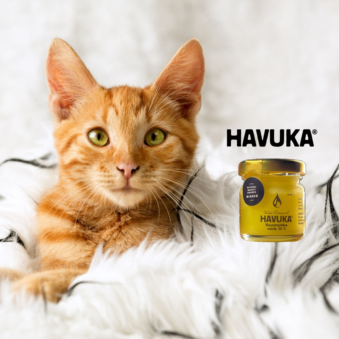 An orange tabby cat lies on a white furry surface next to a small jar of Havuka Spruce Resin Balm for Animals, with HAVUKA written in bold black letters near the jar.
