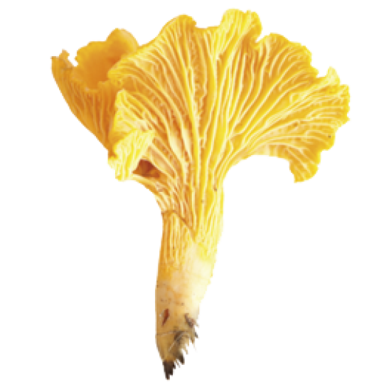 Kaavi Porcini Dried Chanterelle features vibrant yellow chanterelle mushrooms, popular in Finland, with wavy, fan-shaped caps and pronounced gills, displayed against a white background.