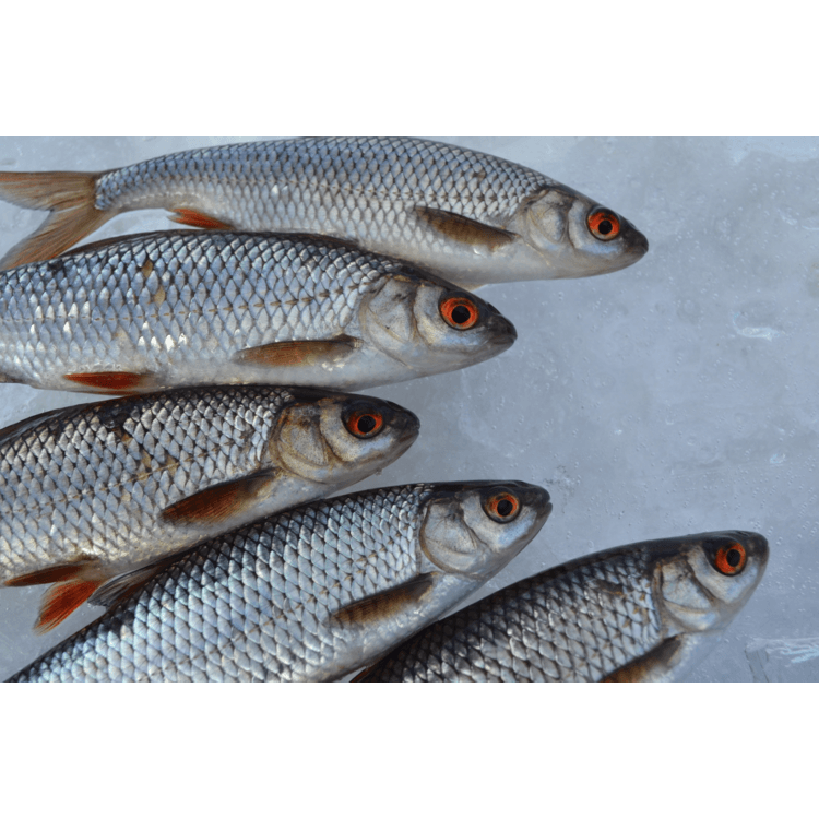 Five silver Järki Särki Chili fish from Järki Särki, with orange eyes, are arranged on ice to showcase their scales and fins—a tempting Finnish delicacy renowned for its omega-3-rich goodness.
