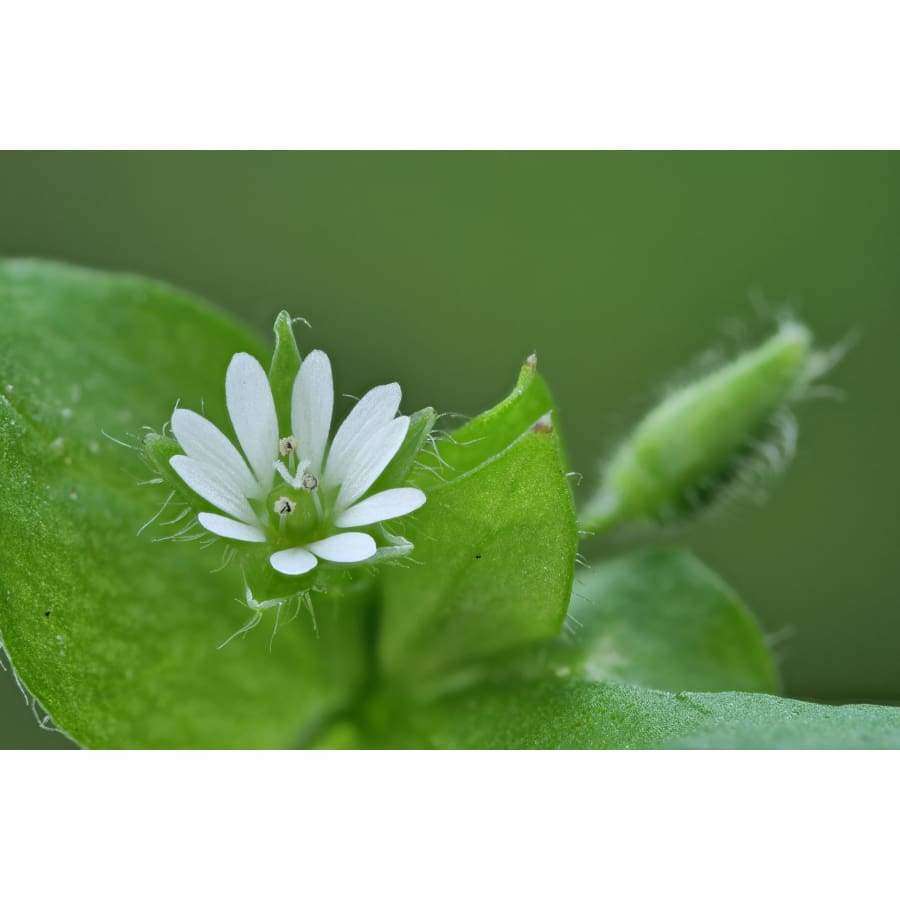 Close-up of a delicate white wildflower with green leaves and a fuzzy bud—reminiscent of Finnish wild herbs featured in Havuka Five Herbs Facial Balm by Havuka—set against a blurred green background.