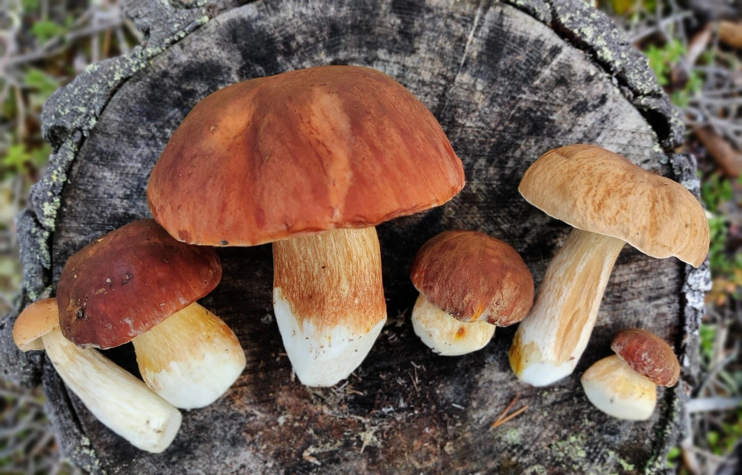 MettänMaku Smoked Porcini Seasoning von MettänMaku wird aus finnischen Steinpilzen hergestellt und fängt die Umami-Essenz der Natur in jedem Spritzer ein.