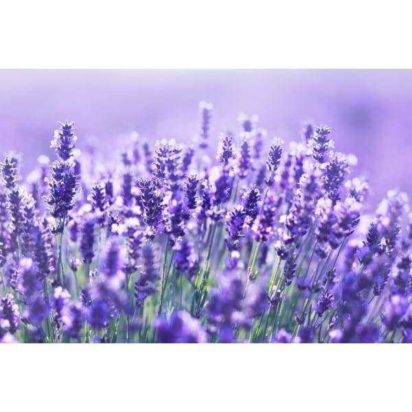 Havuka Lavendel Balsam von Havuka nutzt die natürliche zeckenabwehrende Kraft des Lavendels und seine lindernde Wirkung bei Ekzemen, inspiriert von leuchtenden Lavendelfeldern im sanften Sonnenlicht.