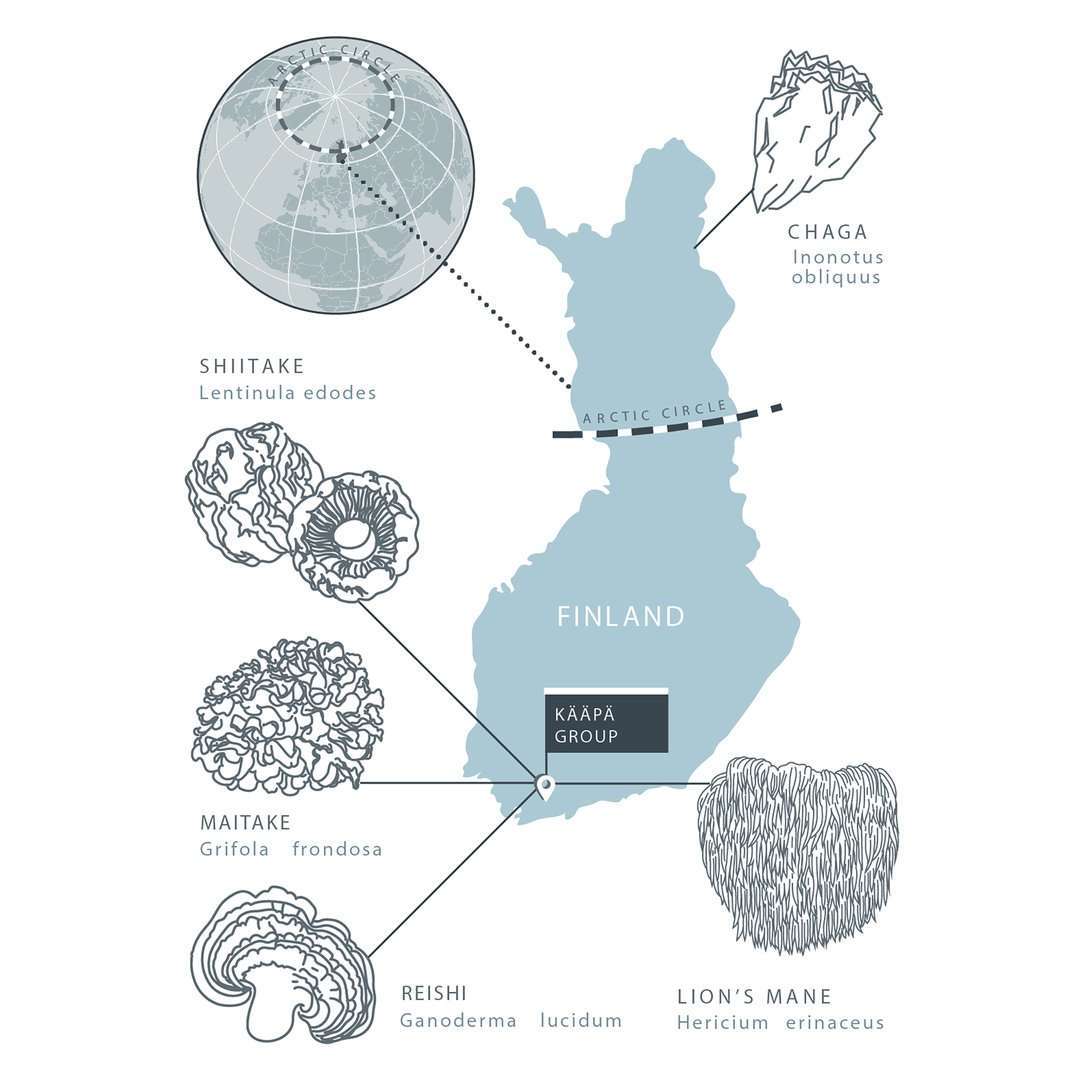La carte illustrée de la Finlande montre six champignons — chaga, shiitake, maitake, extrait de champignon reishi et crinière de lion — avec leurs noms scientifiques. KÄÄPÄ Mushrooms indiqué au centre, mettant en avant son extrait de reishi comme aide au sommeil naturelle finlandaise.