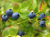 Bilberry is the blue treasure of the Arctic forests