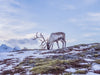 Reindeer on a snowy fell