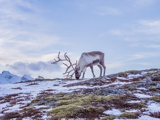 A reindeer grazing in the Nordic fells