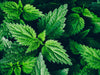 Stinging nettle is a versatile delicacy