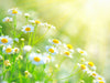 Chamomile flowers in a sunny field
