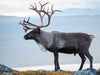 Reindeer with big antlers standing on top of a fell in Lapland