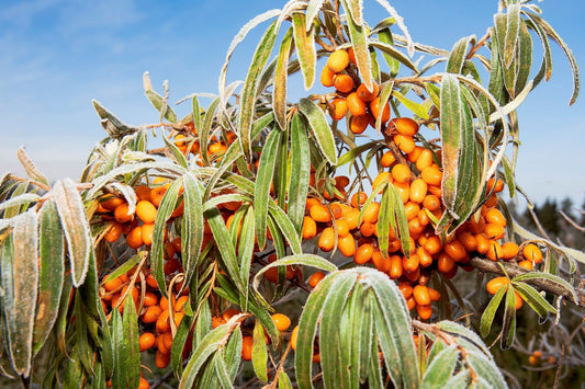 L'olio di olivello spinoso studiato scientificamente favorisce il benessere in molti modi