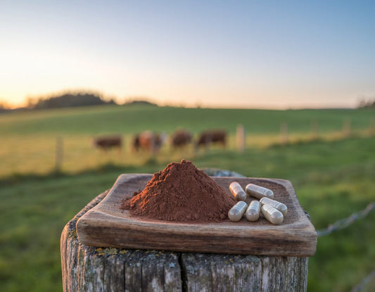 Dark brown freeze-dried liver powder and supplement capsules on a stone surface