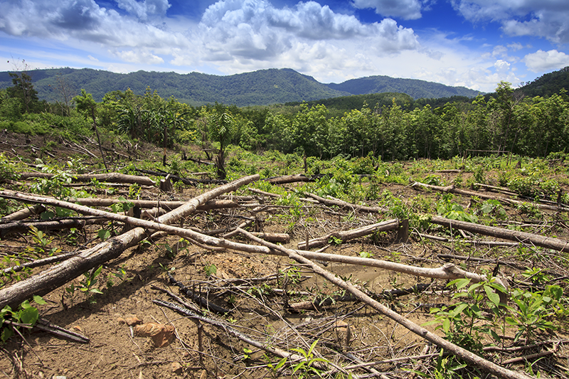 Palm oil is known especially for its negative effects on the environment as the rainforests crucial for our planet are ruthlessly destroyed to give way for palm oil plantations