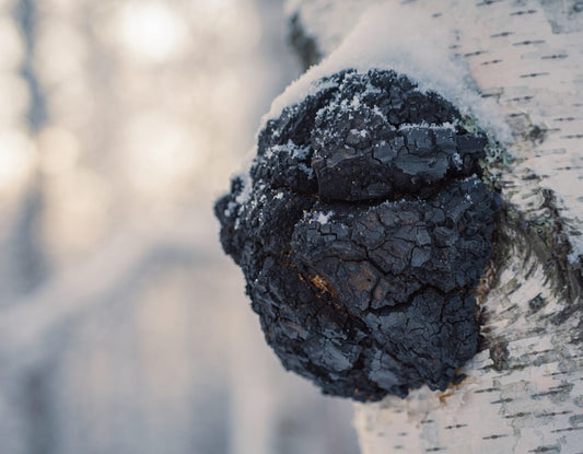 Wild chaga conk growing on a birch trunk in a snowy Nordic forest