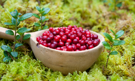 Lingonberry May Help Reduce Liver Fat and Inflammation