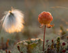 A single ripe golden cloudberry growing on an Arctic bog in evening light