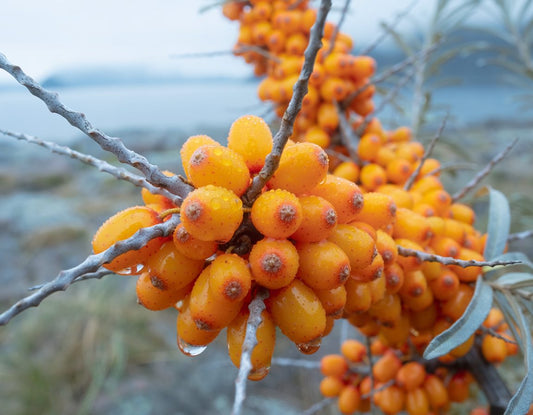 Bright orange sea buckthorn berries growing in clusters on a thorny branch