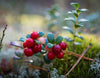 Bright red lingonberries growing on low evergreen shrubs on a forest floor