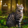 A tabby cat with green eyes sits on forest foliage, gazing upward. The softly blurred background evokes Finnish nature. The Havuka logo and “Havuka Spruce Resin Balm for Animals” appear in the top left corner, enhancing the peaceful scene.