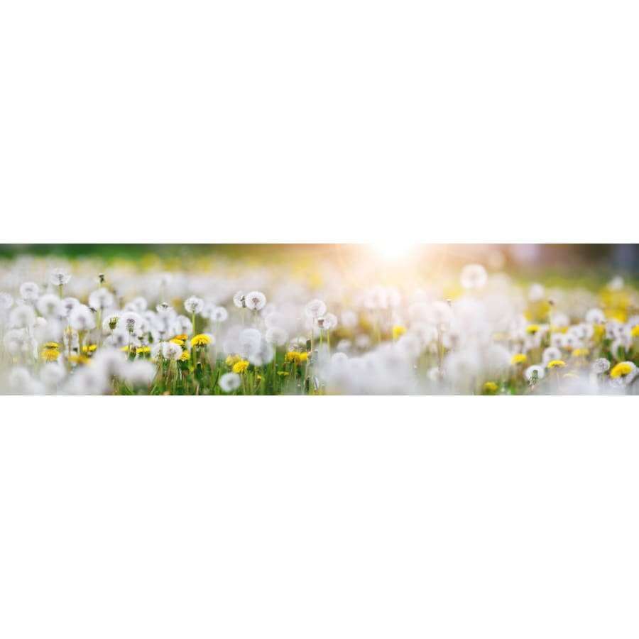 A field of dandelions glows in soft sunlight, evoking the Finnish wild herbs found in Havuka’s Five Herbs Facial Balm—a soothing face and eye moisturizer by Havuka.