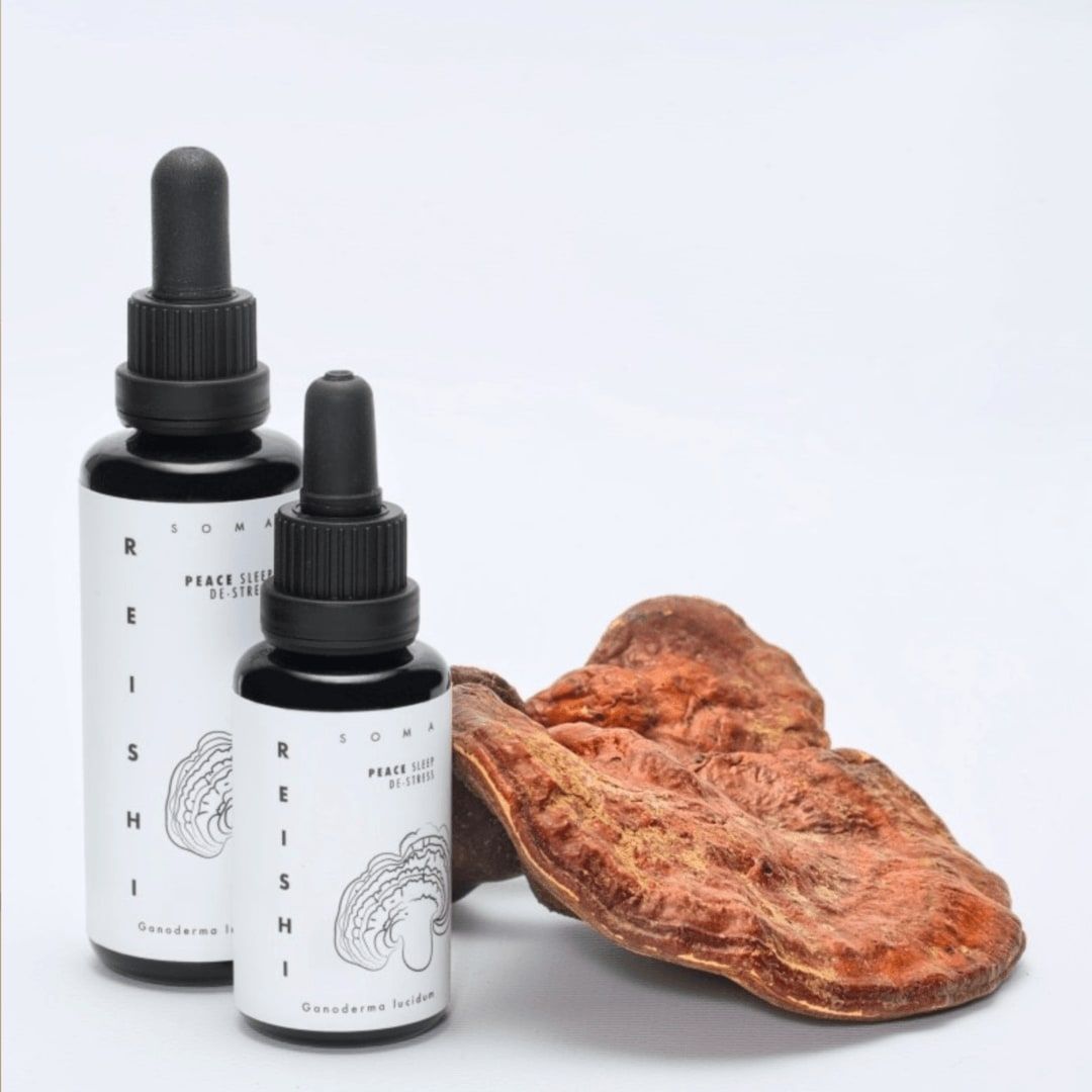 Two bottles of KÄÄPÄ Mushrooms Reishi Extract with dropper tops stand by a large dried reishi on a light gray surface. The minimalist white labels, branded KÄÄPÄ Mushrooms, show a brain, highlighting its natural sleep aid use.