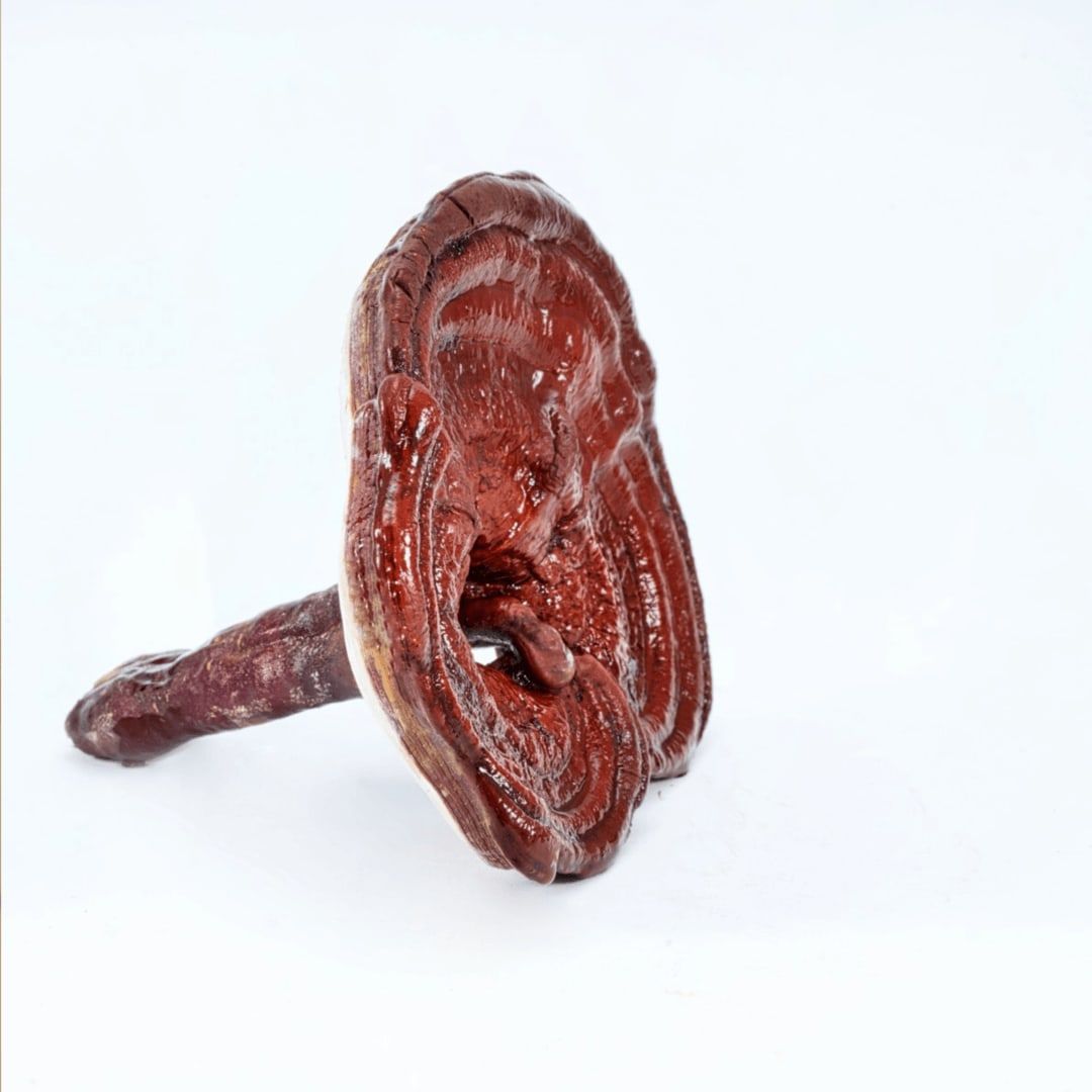A single reddish-brown Finnish reishi mushroom, used in KÄÄPÄ Mushrooms Reishi Extract by KÄÄPÄ Mushrooms, with a shiny cap and long stem, is displayed against a plain white background.