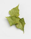 Finnis Birch Leaves