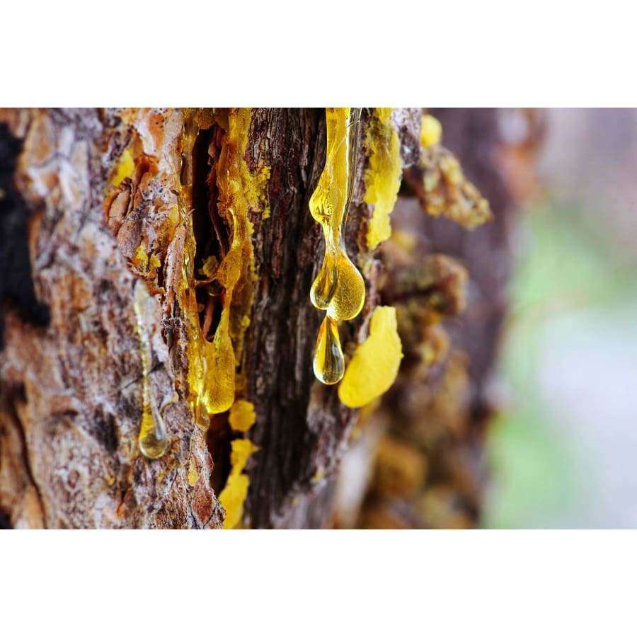 Havuka Cabbage-Ginger-Spruce Resin Balm