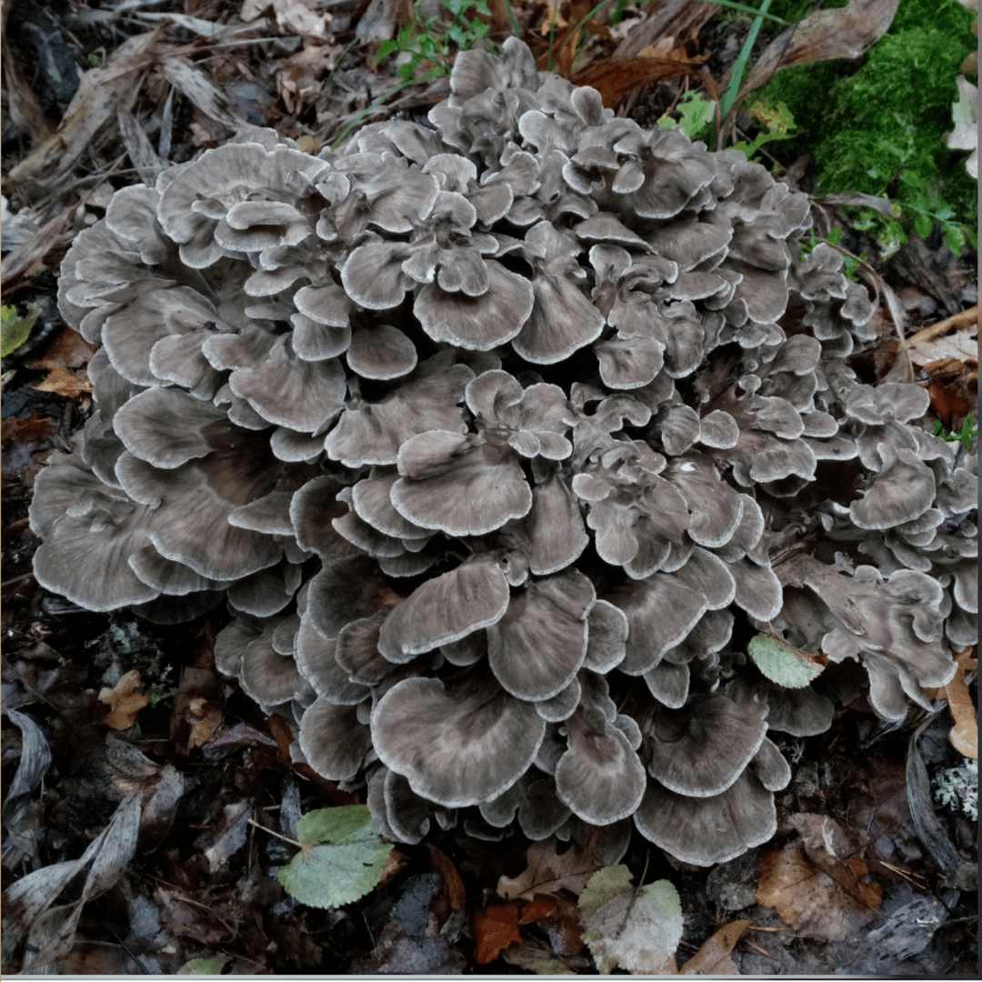 KÄÄPÄ Mushrooms Maitake Extract