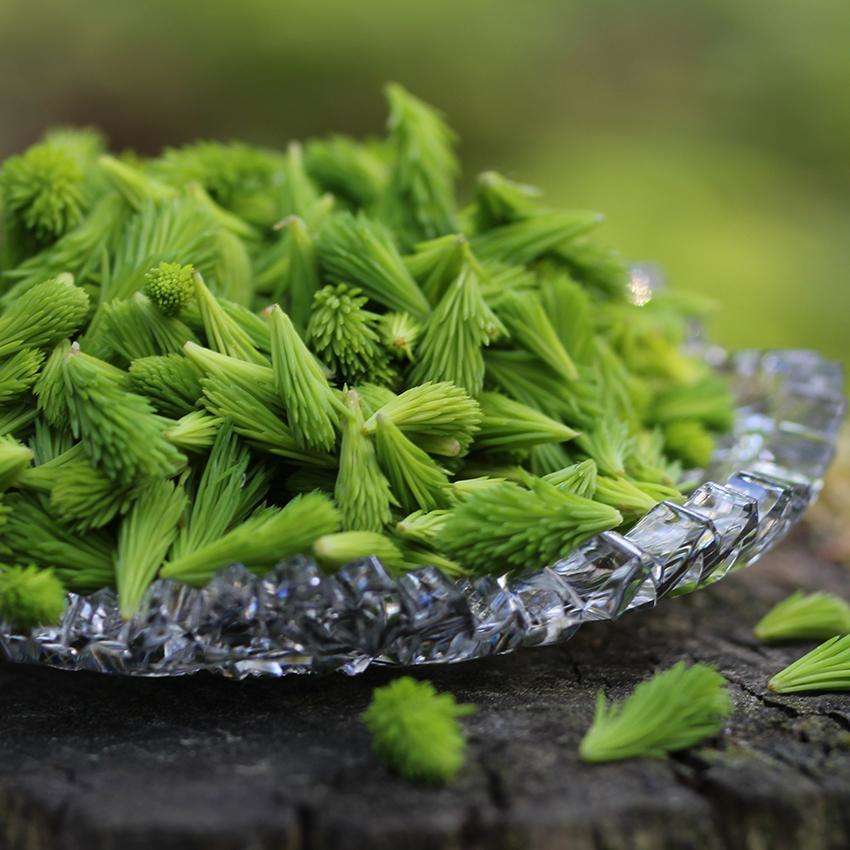 Mettä Forest Defence Herbal Tea