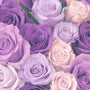 Violetit ruusut