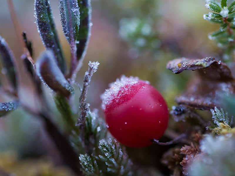 Gefrorene Cranberry in einem Feuchtgebiet