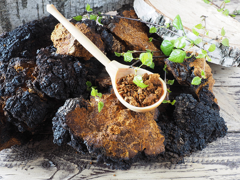 Chaga-Pilze auf einem Tisch mit einem Holzlöffel auf ihnen