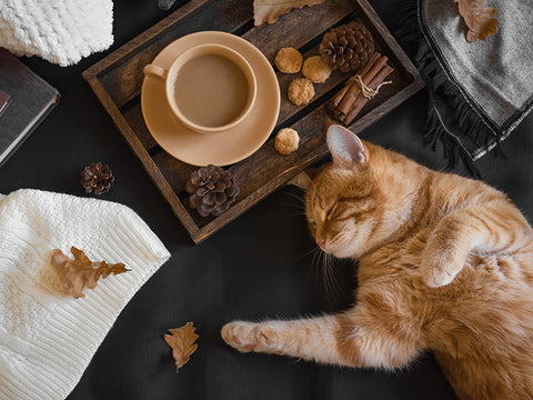 Eine orangefarbene Katze liegt und lächelt auf einem schwarzen Boden mit Tee und Herbstblättern