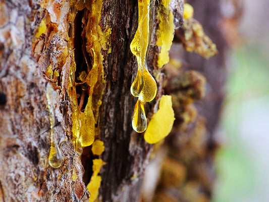 Fichtenharz ist das flüssige Gold unserer arktischen Wälder