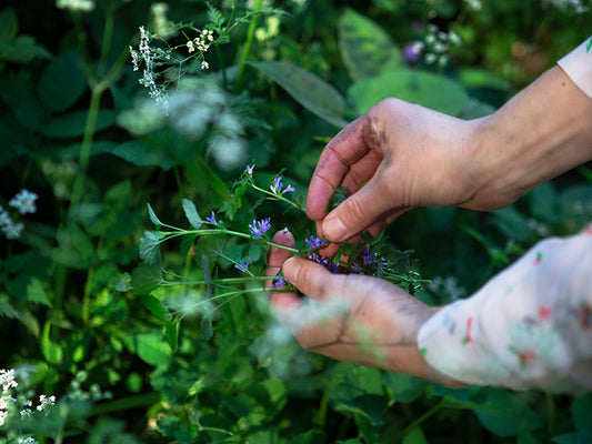 Strength and vitality from wild herb teas