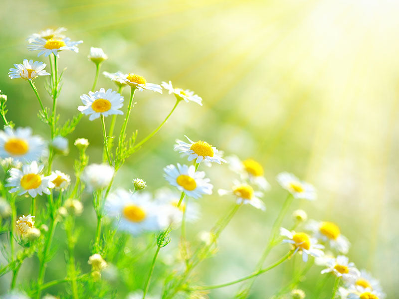 Kamillenblüten auf einem sonnigen Feld