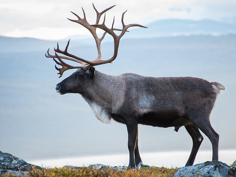 Rentier mit großem Geweih auf dem Gipfel eines Berges in Lappland