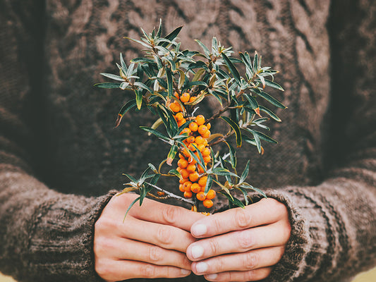 Sea-buckthorn – the healthiest of the Nordic wild berries