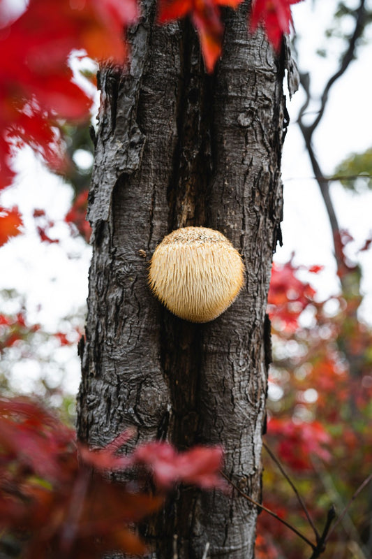 Enhance Your Daily Routine with Finnish Organic Lion’s Mane Extract