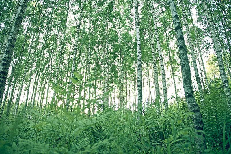 Die Pflege der Natur - fünf Aspekte der grünen Pflege