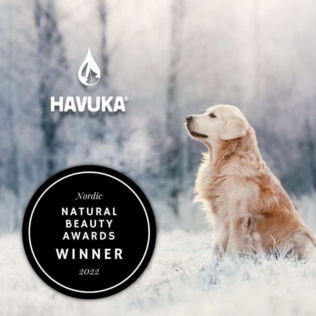 Ein Golden Retriever sitzt im frostigen Gras vor einer verschneiten finnischen Kulisse. Das Havuka-Logo erscheint über dem Havuka Fichtenharz-Balsam für Tiere, zusammen mit einem schwarzen Abzeichen: Nordic Natural Beauty Awards Winner 2022.
