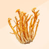 Shroomwell Cordyceps-Extrakt