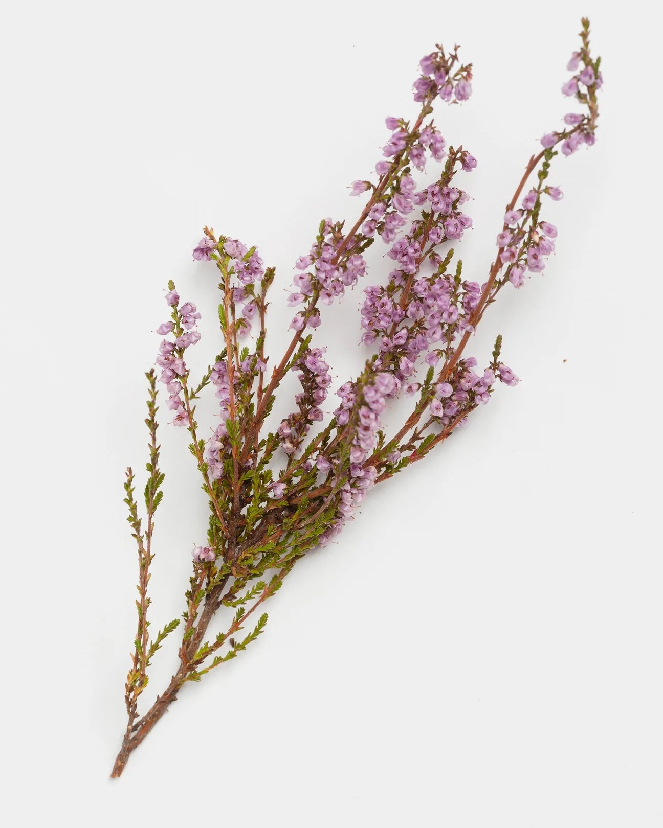 Ein Heidekrautzweig mit kleinen violetten Blüten und schlanken grünen Stängeln, der an die zarten Pflanzen im Hetkinen Metsä Calluna Scrub von Hetkinen erinnert, ist vor einem weißen Hintergrund zu sehen.