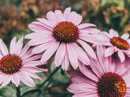 A.Vogel - remèdes à base de plantes issues de l'agriculture biologique