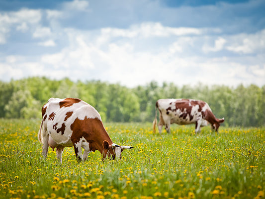 Deux vaches paissent dans un champ couvert de fleurs jaunes.