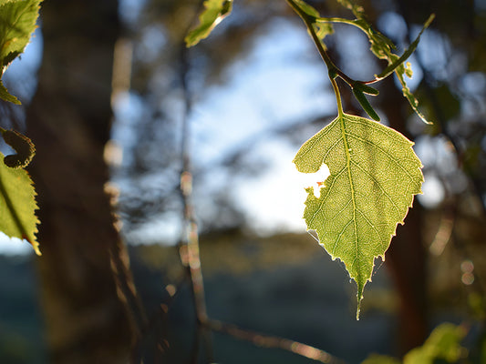N'ayez pas peur de l'été : vous pouvez éviter le problème du pollen.